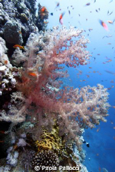 Soft coral by Paola Pallocci 